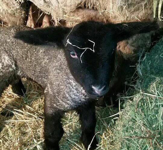 Lambing Begins Jan 3rd!